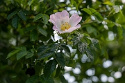 David Plant Photography - Wildlife Photography - Dog rose - C