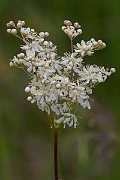 David Plant Photography - Wildlife Photography - Dropwort - A
