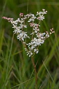 David Plant Photography - Wildlife Photography - Dropwort - B