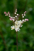 David Plant Photography - Wildlife Photography - Dropwort - C