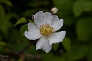 David Plant Photography - Wildlife Photography - Field rose - D