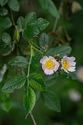 David Plant Photography - Wildlife Photography - Harsh downy-rose, Rose tomentosa - A