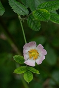 David Plant Photography - Wildlife Photography - Harsh downy-rose, Rose tomentosa - B