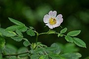 David Plant Photography - Wildlife Photography - Harsh downy-rose, Rose tomentosa - C