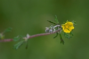 David Plant Photography - Wildlife Photography - Hoary cinquefoil - B