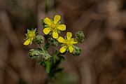 David Plant Photography - Wildlife Photography - Hoary cinquefoil - D