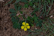 David Plant Photography - Wildlife Photography - Hoary cinquefoil - H