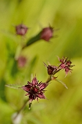 David Plant Photography - Wildlife Photography - Marsh cinquefoil - A