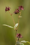 David Plant Photography - Wildlife Photography - Marsh cinquefoil - C