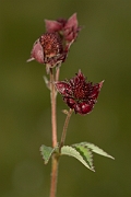 David Plant Photography - Wildlife Photography - Marsh cinquefoil - DC