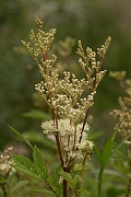 David Plant Photography - Wildlife Photography - Meadowsweet - A