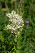 David Plant Photography - Wildlife Photography - Meadowsweet - B