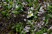 David Plant Photography - Wildlife Photography - Mountain avens - E