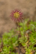 David Plant Photography - Wildlife Photography - Piripiri bur - A