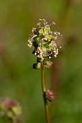 David Plant Photography - Wildlife Photography - Salad burnet - A