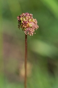 David Plant Photography - Wildlife Photography - Salad burnet - B