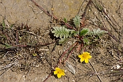 David Plant Photography - Wildlife Photography - Silverweed - B