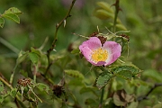 David Plant Photography - Wildlife Photography - Small-flowered sweet-briar, Rosa micrantha - A