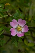 David Plant Photography - Wildlife Photography - Small-flowered sweet-briar, Rosa micrantha - B