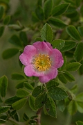 David Plant Photography - Wildlife Photography - Small-flowered sweet-briar, Rosa micrantha - C