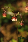 David Plant Photography - Wildlife Photography - Water avens - A