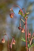 David Plant Photography - Wildlife Photography - Water avens - C