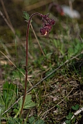 David Plant Photography - Wildlife Photography - Water avens - E