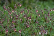 David Plant Photography - Wildlife Photography - Water avens - G