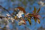 David Plant Photography - Wildlife Photography - Wild cherry - A
