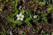 David Plant Photography - Wildlife Photography - Wild strawberry - A