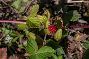 David Plant Photography - Wildlife Photography - Wild strawberry - B