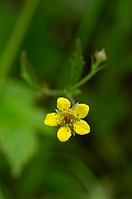 David Plant Photography - Wildlife Photography - Wood avens - C