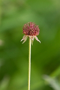 David Plant Photography - Wildlife Photography - Wood avens - D
