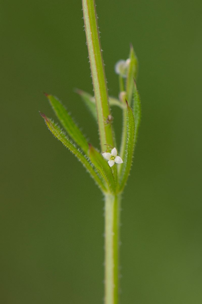David Plant Photography - Wildlife Photography - Common cleavers - A.JPG - Common cleavers - Suffolk