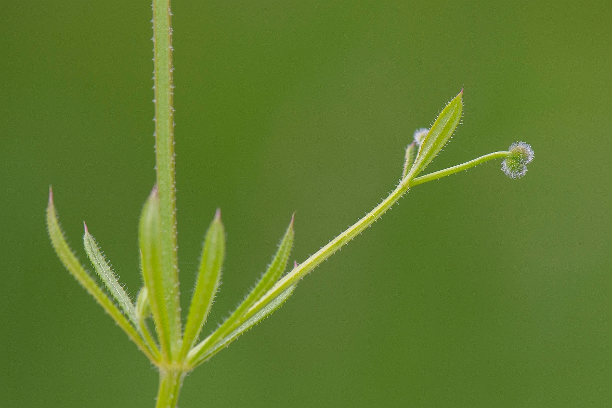 David Plant Photography - Wildlife Photography - Common cleavers - C.JPG - Common cleavers - Suffolk