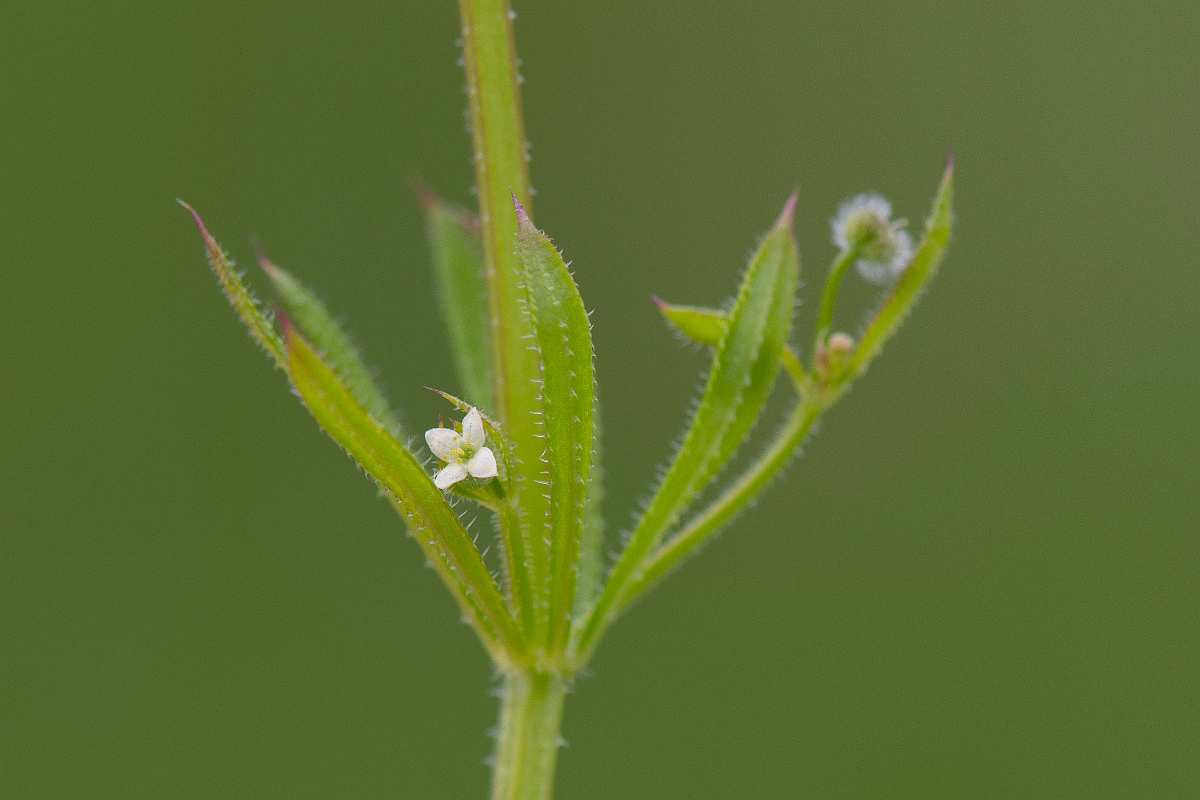 David Plant Photography - Wildlife Photography - Common cleavers - D.JPG - Common cleavers - Suffolk