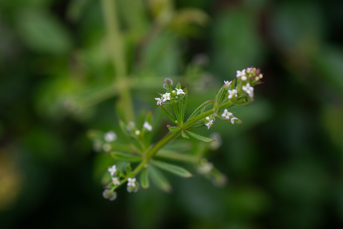 David Plant Photography - Wildlife Photography - Common cleavers - E.jpg - Common cleavers - Cornwall