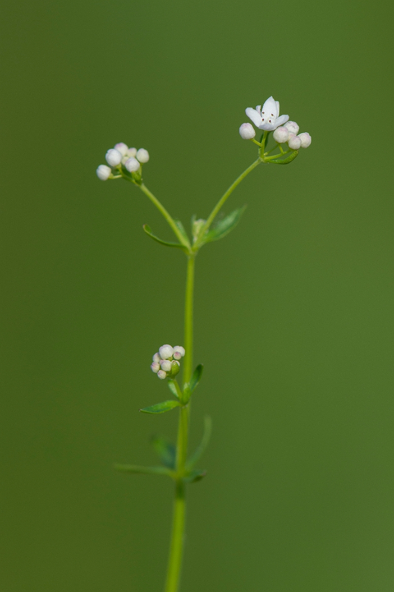 David Plant Photography - Wildlife Photography - Common marsh bedstraw - B.JPG - Common marsh bedstraw - Cambridgeshire