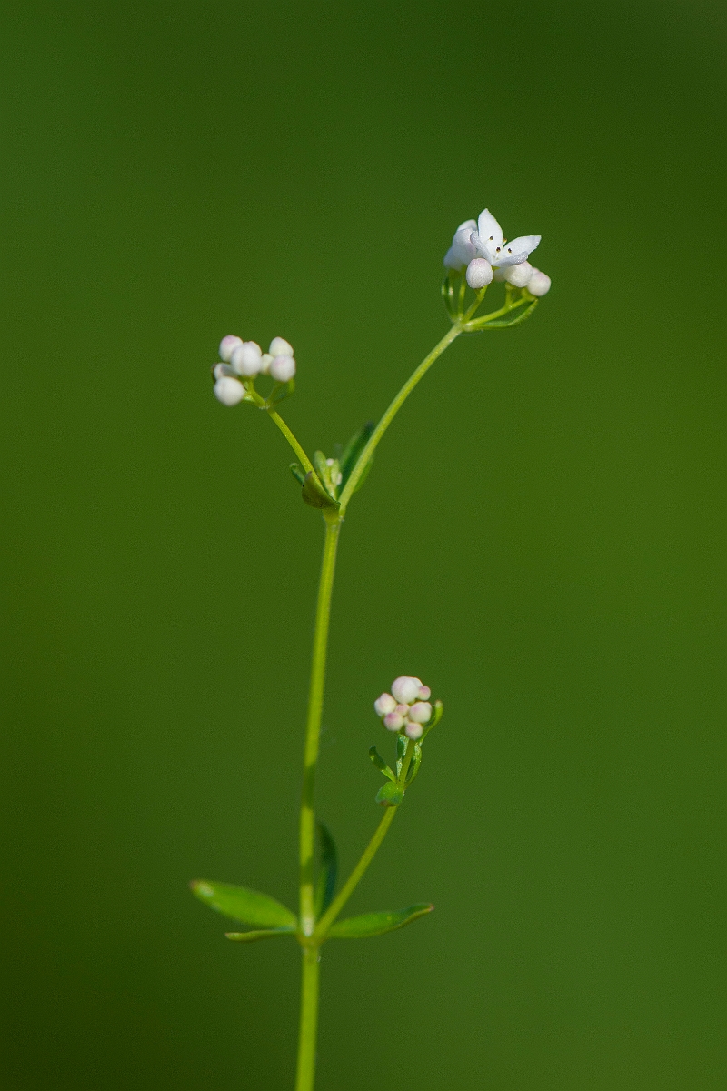 David Plant Photography - Wildlife Photography - Common marsh bedstraw - C.JPG - Common marsh bedstraw - Cambridgeshire