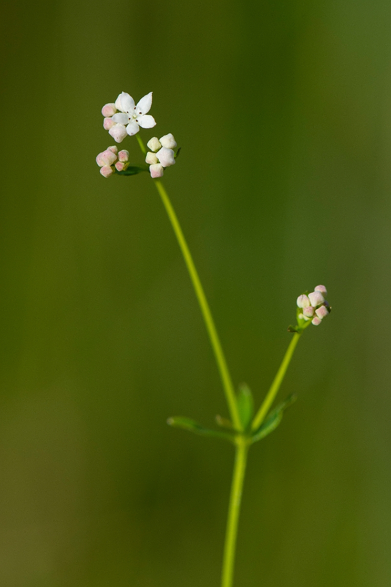 David Plant Photography - Wildlife Photography - Common marsh bedstraw - D.JPG - Common marsh bedstraw - Cambridgeshire