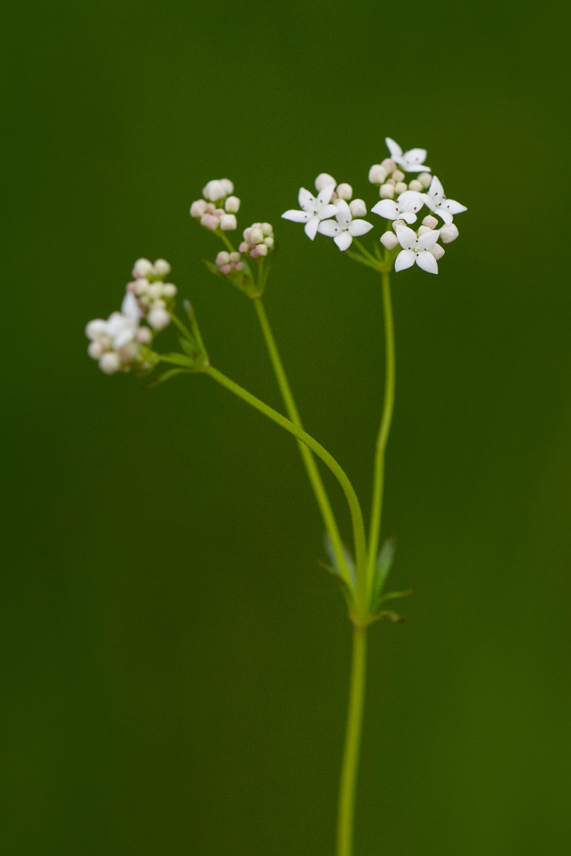 David Plant Photography - Wildlife Photography - Common marsh bedstraw - F.JPG - Common marsh bedstraw - Buckinghamshire