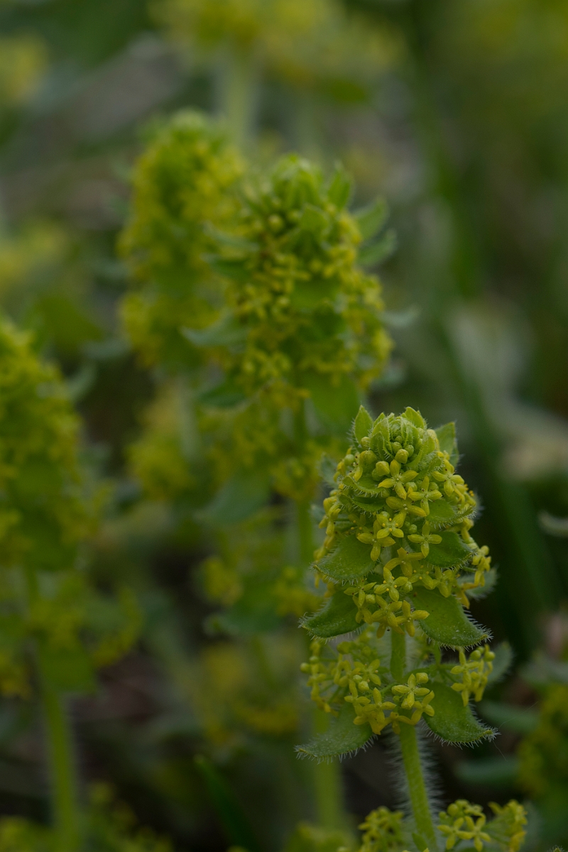David Plant Photography - Wildlife Photography - Crosswort - B.JPG - Crosswort - Kent