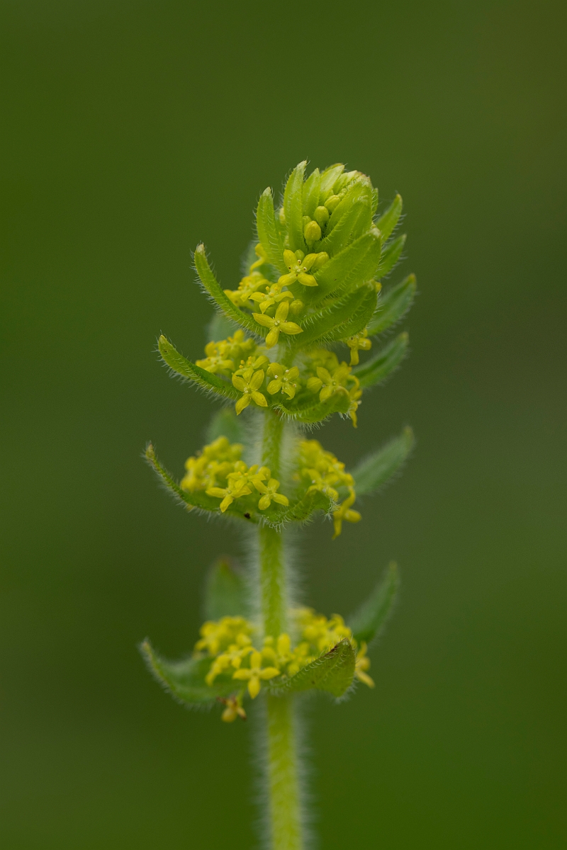 David Plant Photography - Wildlife Photography - Crosswort - C.JPG - Crosswort - Kent
