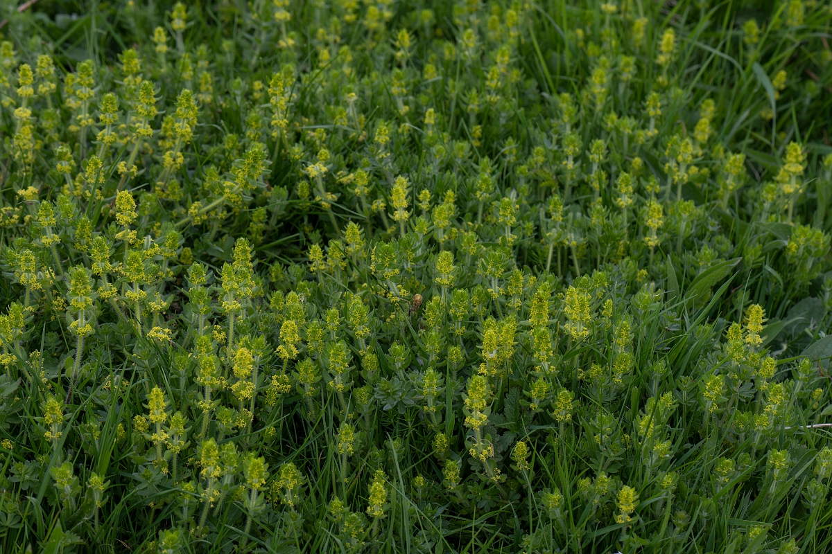 David Plant Photography - Wildlife Photography - Crosswort - D.JPG - Crosswort - Kent