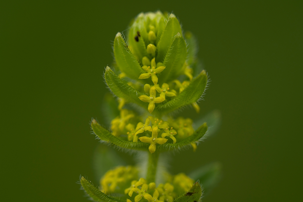 David Plant Photography - Wildlife Photography - Crosswort - E.JPG - Crosswort - Kent