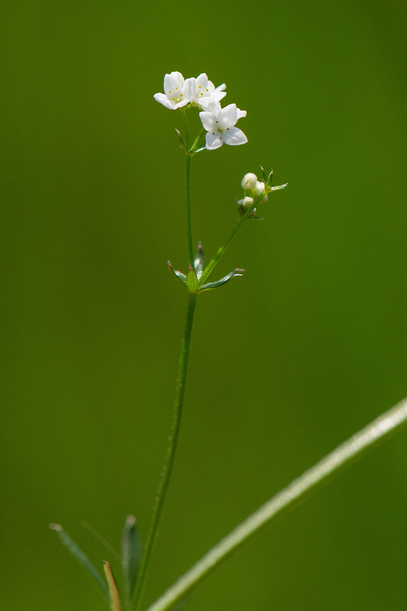 David Plant Photography - Wildlife Photography - Fen bedstraw - A.JPG - Fen bedstraw - Norfolk