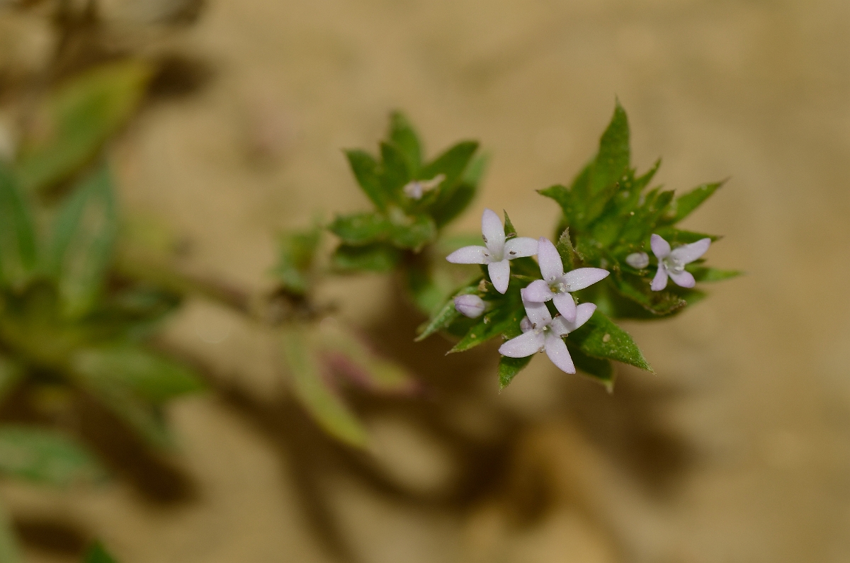 David Plant Photography - Wildlife Photography - Field madder - A.jpg - Field madder - Cambridgeshire