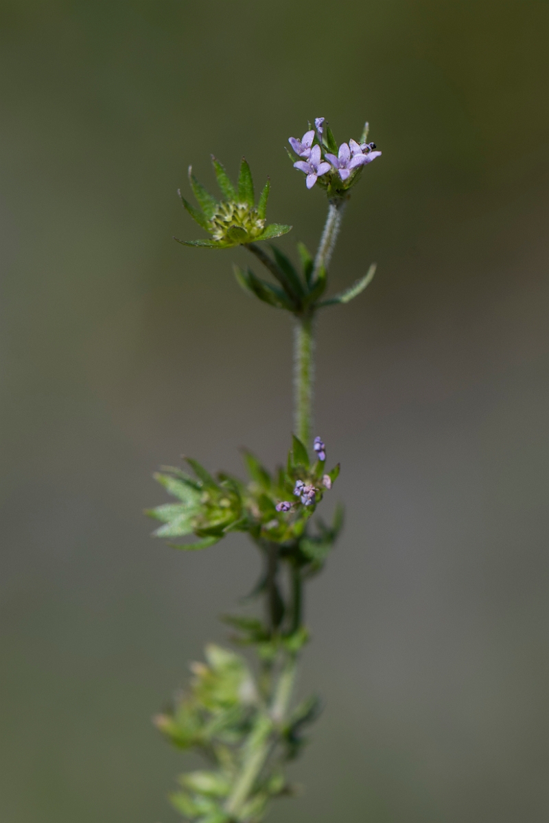 David Plant Photography - Wildlife Photography - Field madder - B.JPG - Field madder - Kent