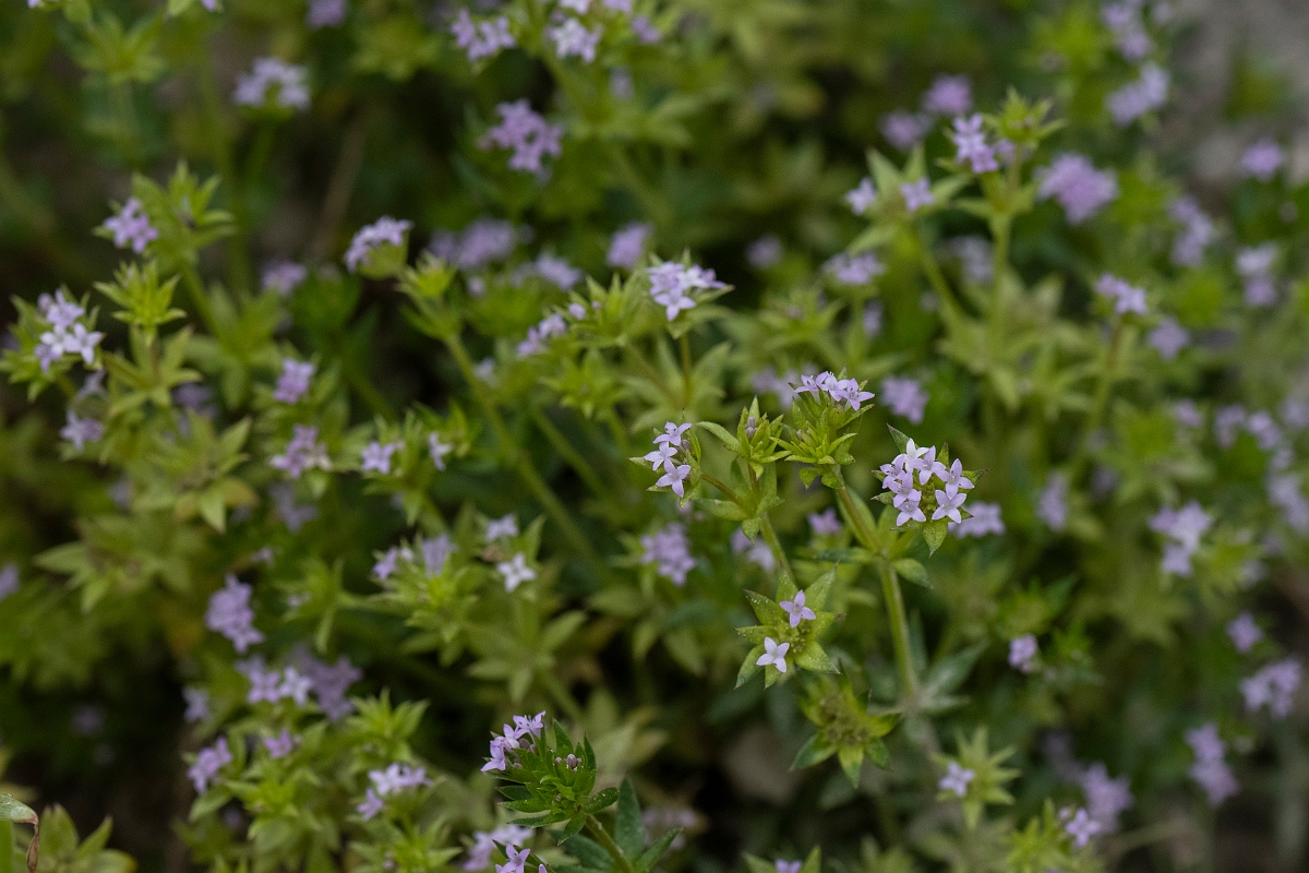 David Plant Photography - Wildlife Photography - Field madder - D.JPG - Field madder - Hertfordshire