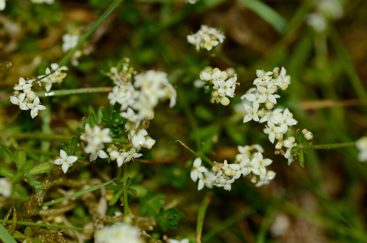 David Plant Photography - Wildlife Photography - Heath bedstraw - A.jpg - Heath bedstraw flowers - Suffolk
